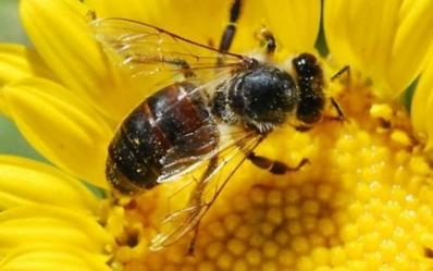 Qué hacer ante una picadura de abeja