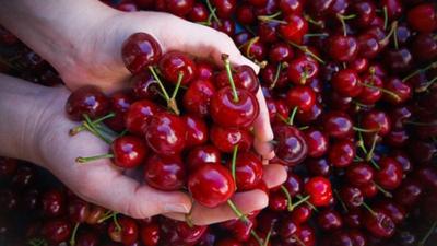 Cerezas: una buena fuente de vitaminas y minerales en verano Cerezas: una buena fuente de vitaminas y minerales en verano