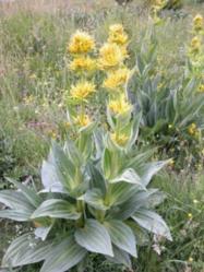 Genciana