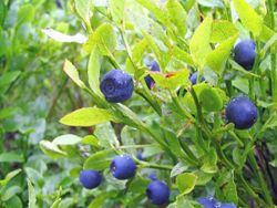 Batido antioxidante de arándanos