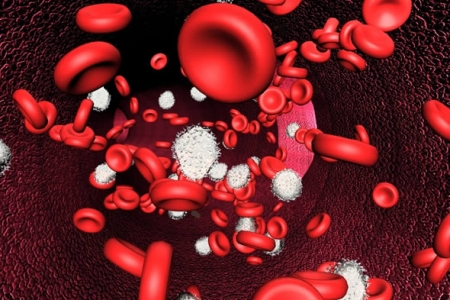 La anemia: opciones naturales para remediarla RBC.jpg