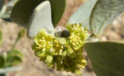 El aceite esencial de jojoba para la salud de la piel