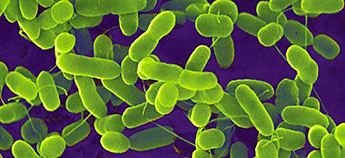 La E. Coli en Europa La E. Coli en Europa