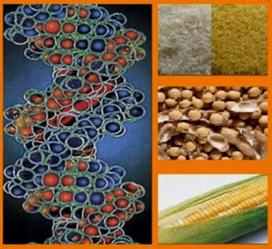 Alimentos transgénicos