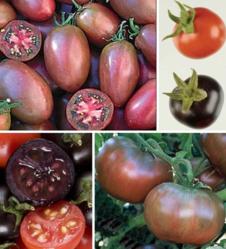 tomates modificados