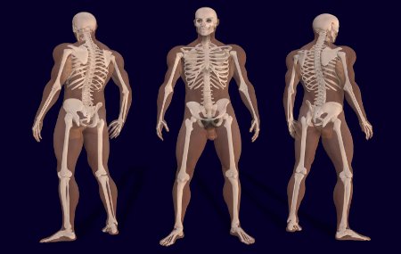 Hechos curiosos sobre el cuerpo humano (II) Hechos curiosos sobre el cuerpo humano (II)