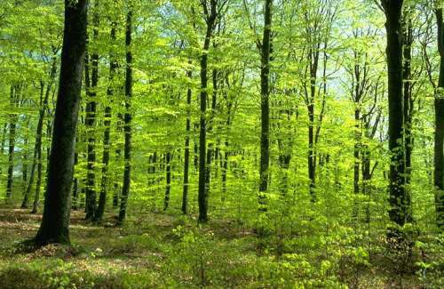 2011, Año Internacional de los Bosques, por una cosmética respetuosa con el planeta 2011, Año Internacional de los Bosques, por una cosmética respetuosa con el planeta