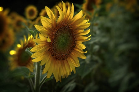 Propiedades de las semillas de girasol Propiedades de las semillas de girasol