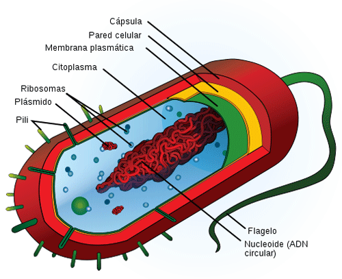 Bio-Bac, una respuesta alternativa para no perder la esperanza bio-1