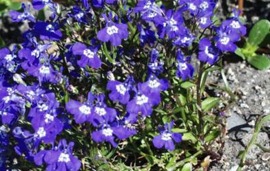 Lobelia para dejar de fumar