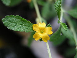 Damiana y embarazo