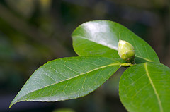 Mascarilla humectante de té verde