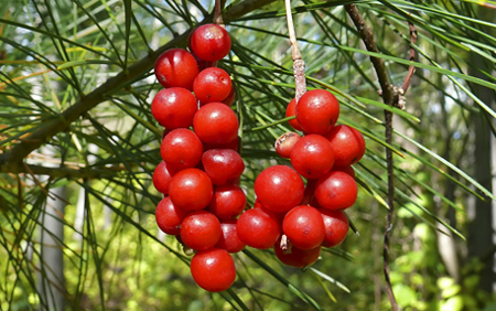 Schizandra chinensis, una alternativa para la tercera edad Schizandra chinensis, una alternativa para la tercera edad