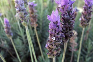 Baño relajante de lavanda Baño relajante de lavanda