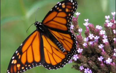 ¿Plantas medicinales para los insectos?