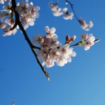 La primavera y la ansiedad La primavera y la ansiedad