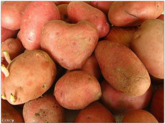 Propiedades nutritivas de la papa