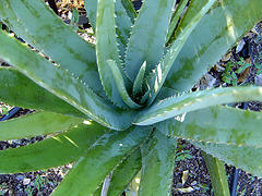 Efectos secundarios del aloe vera