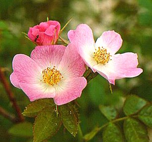 Aceite de Rosa Mosqueta, para una piel bella Aceite de Rosa Mosqueta, para una piel bella