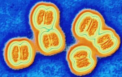 La Organización Mundial de la Salud contra la meningitis en Africa La Organización Mundial de la Salud contra la meningitis en Africa