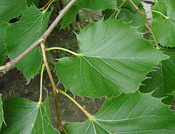 ¿Cuál es la mejor planta para dormir?