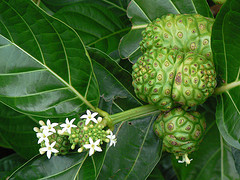 C贸mo preparar el noni C贸mo preparar el noni