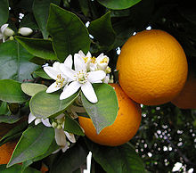 Zumo de naranja concentrado contra el colesterol Zumo de naranja concentrado contra el colesterol
