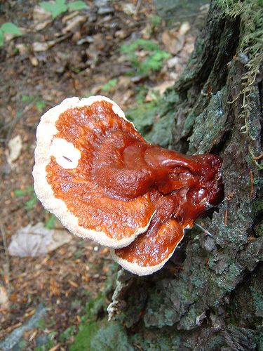 Reishi