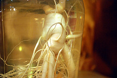 Para qué sirve el ginseng Para qué sirve el ginseng