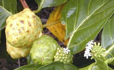 Propiedades del Fruto Noni Propiedades del Fruto Noni