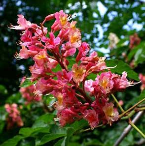 Flores de Bach: Red Chesnut Flores de Bach: Red Chesnut