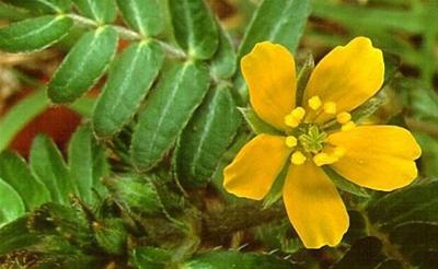 Las propiedades medicinales del Abrojo