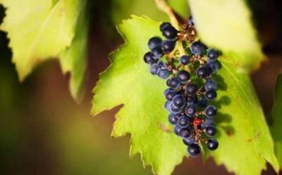 Las uvas previenen la didabetes
