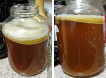 Kombucha