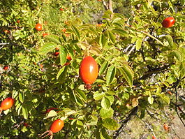 Aceite de rosa mosqueta para las estrÃas del embarazo Aceite de rosa mosqueta para las estrÃas del embarazo
