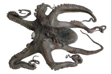 El pulpo, no solo un fenómeno mediático pulpo.jpg