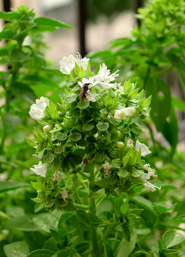 Albahaca Albahaca