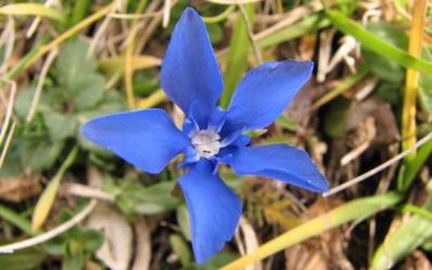Beneficios de la genciana Beneficios de la genciana