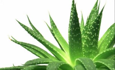 Propiedades del Aloe Vera