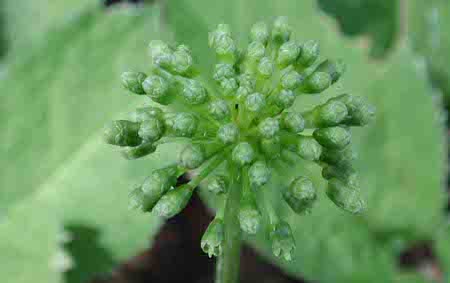 Ginseng para la diabetes Ginseng para la diabetes