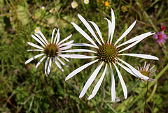 Té de equinacea para combatir la gripe