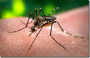 Mosquitos | Aromas para evitar contagio de enfermedades Mosquitos | Aromas para evitar contagio de enfermedades