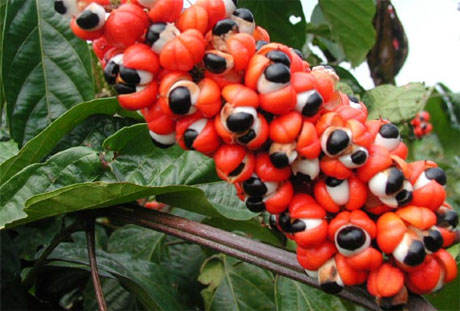 Guaraná, un estimulante natural Guaraná, un estimulante natural