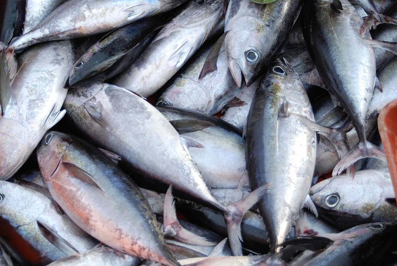Embarazada latina: Los pescados saludables para tu estado