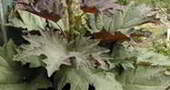 Noticias Nutrición: Hierba medicinal china contra la diabetes tipo 2 Noticias Nutrición: Hierba medicinal china contra la diabetes tipo 2