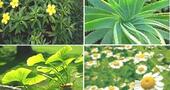 Plantas medicinales para bajar de peso Plantas medicinales para bajar de peso