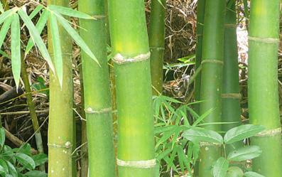 Propiedades del bambú