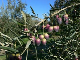 Beneficios del olivo
