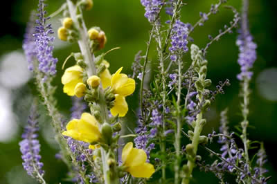 plantas para combatir el insomnio, labanda 