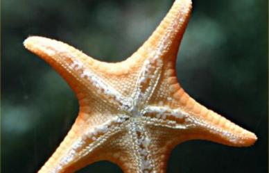 El potencial medicinal de las estrellas de mar